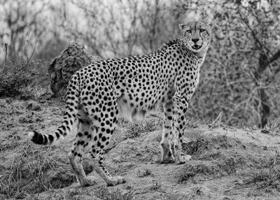 Cheetah on the Mound*Merit*