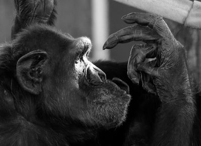 Chimpanzee