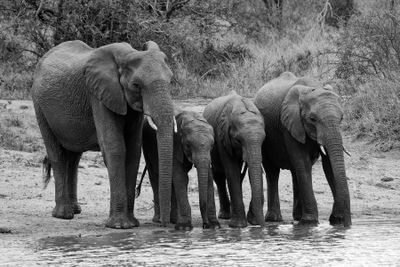 Family Drinks at the Waterhole*Credit*