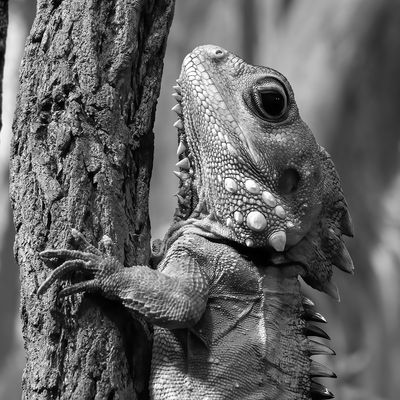 Lizard*Merit*
