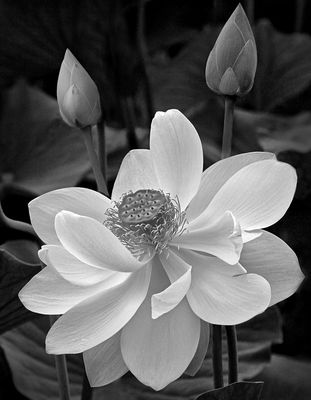 Lotus*Merit*