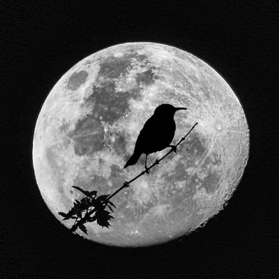 Super Moon*Merit*