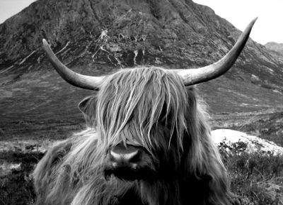The Highland Breed