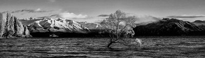 Wanaka Tree *Credit*