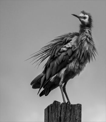 White Faced Heron*Merit*