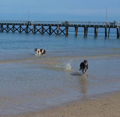 Beach Dogs
