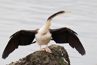 Darter with Wings Spread*Credit*