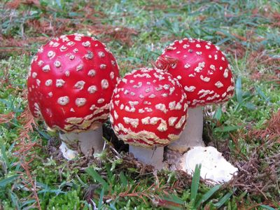 Fairy Toadstools