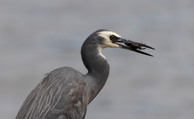 Heron with a Crab*Merit*