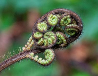 Koru*Credit*