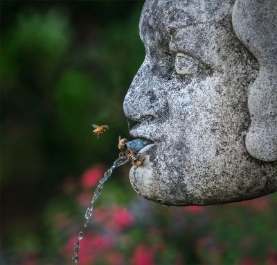 Bees at the Fountain