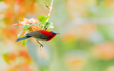 Crimson Sunbird*Merit*