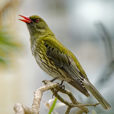 Olive Backed Oriole In Song*Merit*