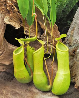 Pitcher Plants in Borneo