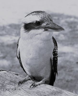 Aussie Icon*Merit*