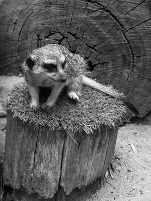 Meercat on Perch