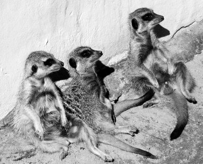 Meerkat Family no3