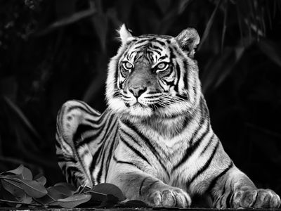 Watchful Tiger*Credit*