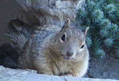 Inquisitive Squirrel*Credit*