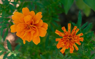 Old Bloom, New Bloom
