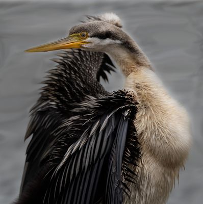 Portrait of a Darter