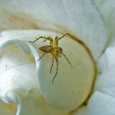 Spider on White Flower