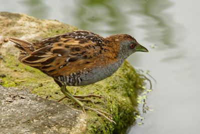 Baillons Crake*Credit*