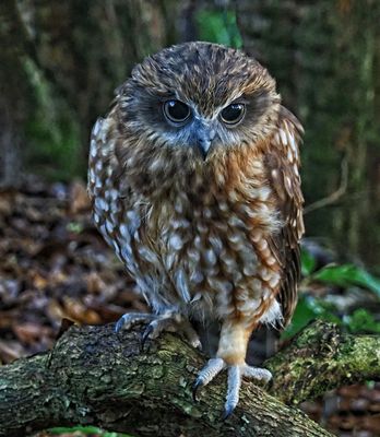 Boobook Owl