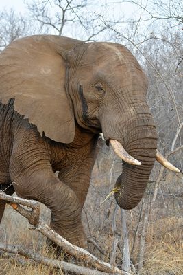 Elephant (2)*Credit*