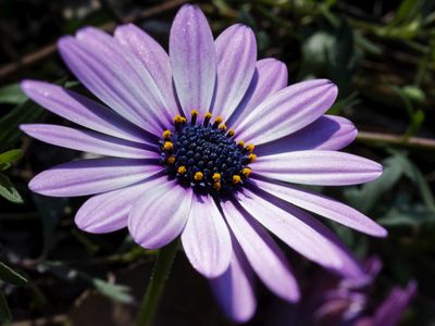 Just a Daisy*Credit*