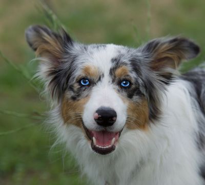 Lori's Dog
