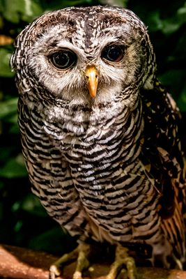 Rufus Legged Owl*Merit*
