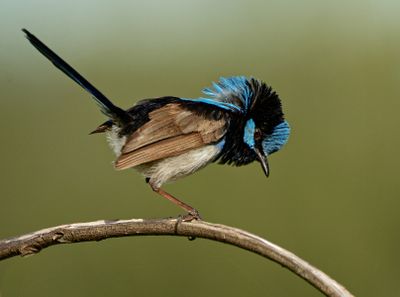 Super Shaking Fairy Wren*Credit*