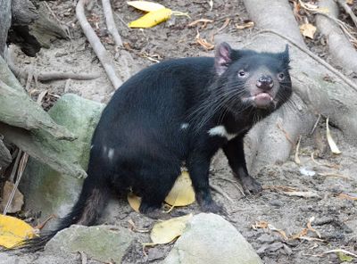 Tasmania Devil*Credit*