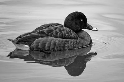 Male Hardhead Duck