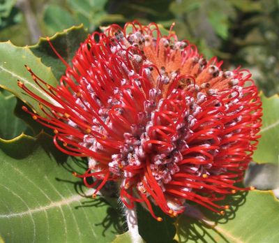 Banksia