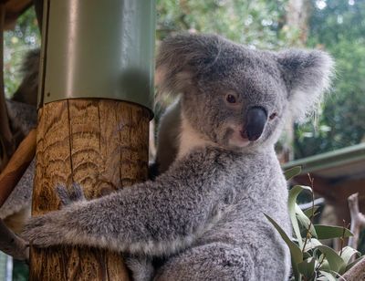 Featherdale Koala 1