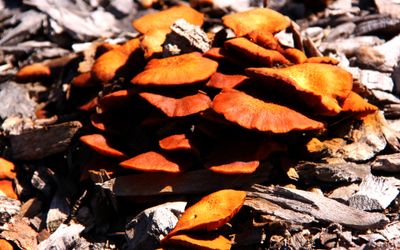 Various Size Fungi