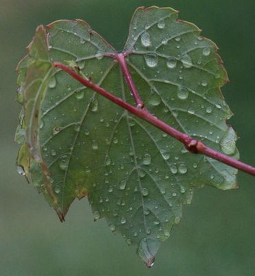 Wet Leaf 1*Credit*