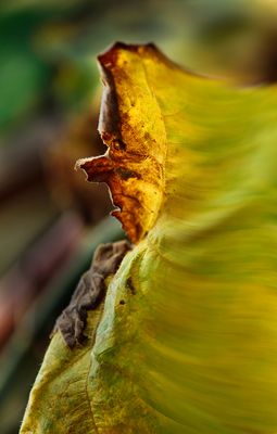 A Fury Leaf