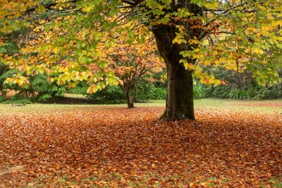 Autumn Leaves