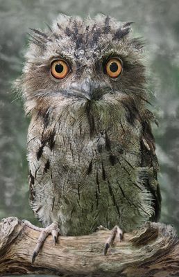 Big Eyes Baby Tawny