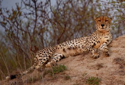 Cheetah Evening Rest Kruger