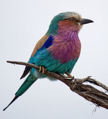 Lilac Breasted Roller*Credit*