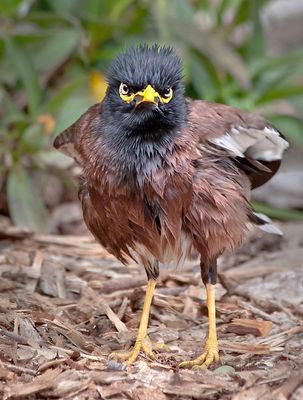 Myna Attitude