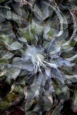 Nature's Magic*Credit*