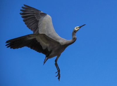 White Faced Heron