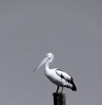 .Pelican*Credit*