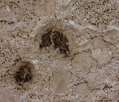 Fossil in Stone