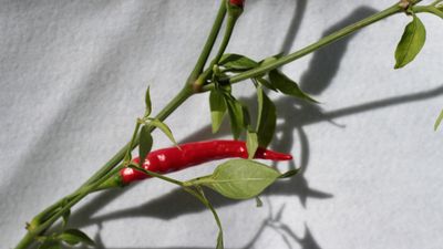 Some Like it Hot